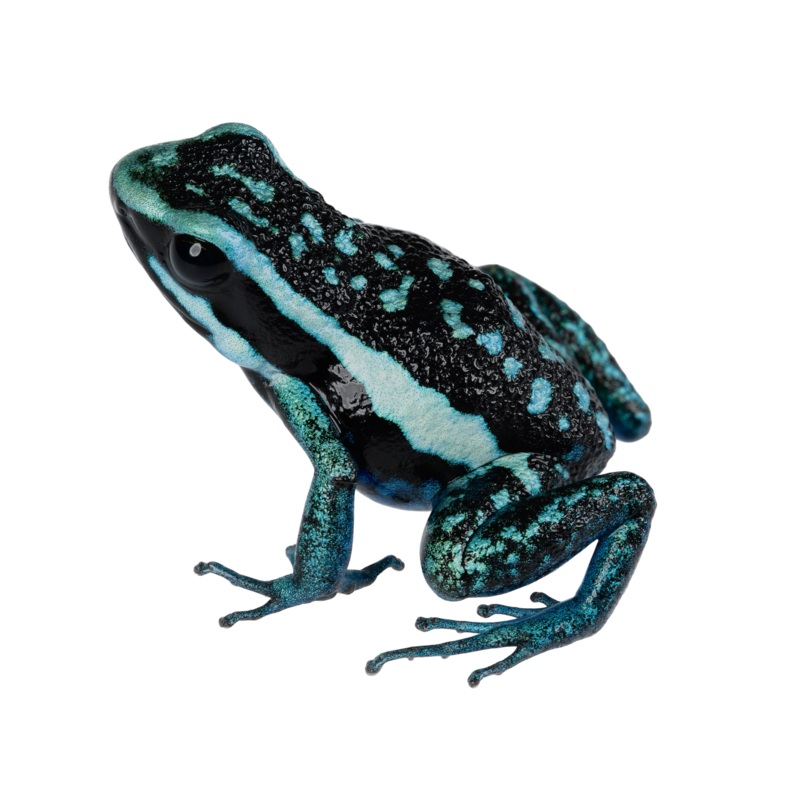 Ameerega bassleri “Chrome” Juvenile