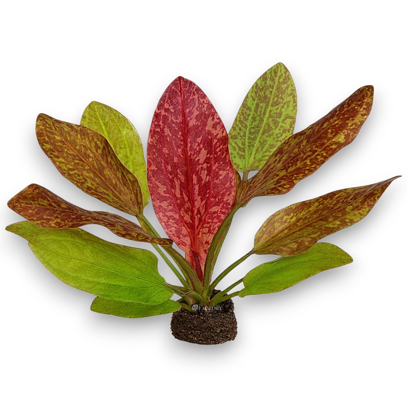 Echinodorus Red Flame Bare-root Plants
