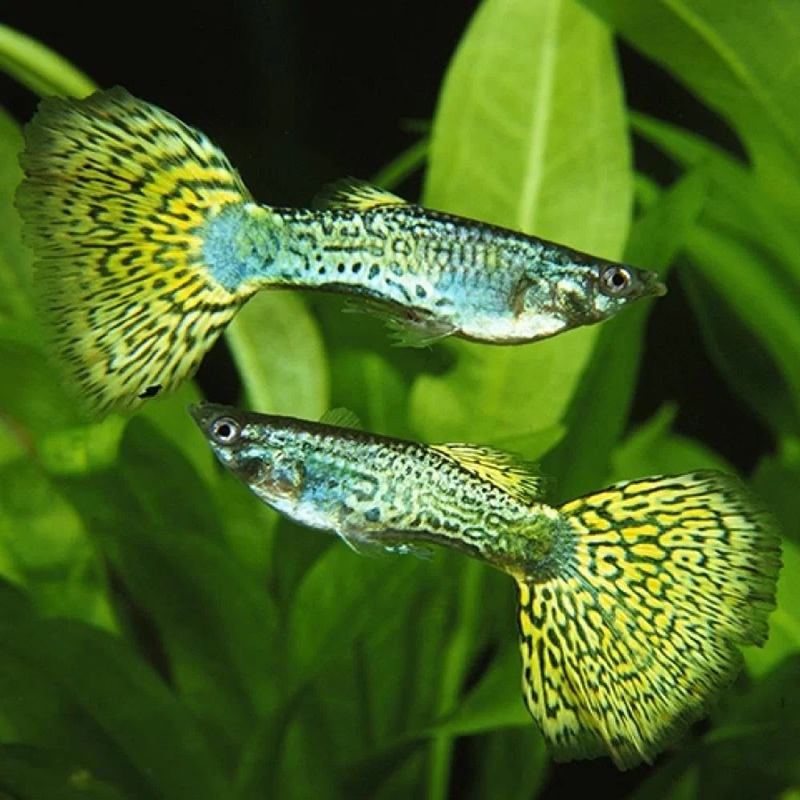 Guppy – Green Cobra Male 1 male