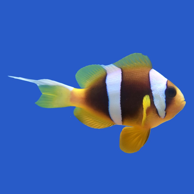 Latifasciatus x Bicinctus Hybrid Clownfish WYSIWYG