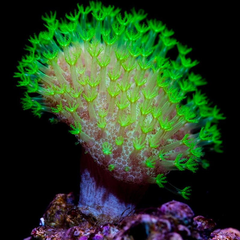 Mountain Dew Toadstool SM