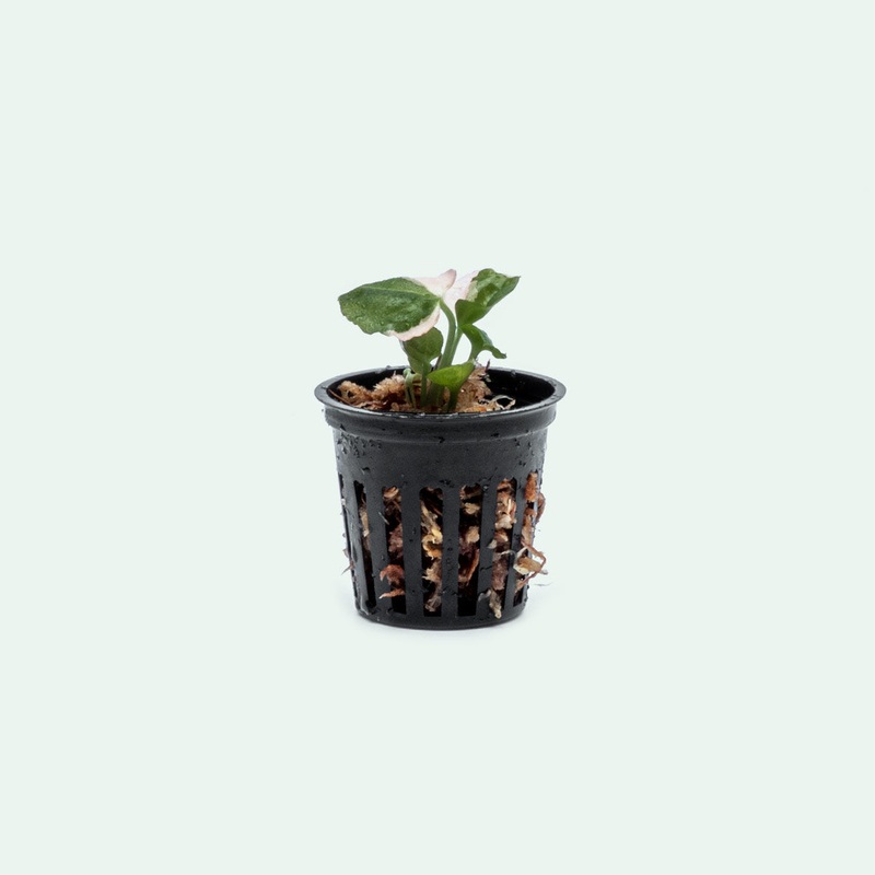 Syngonium Strawberry Ice – Bare Root
