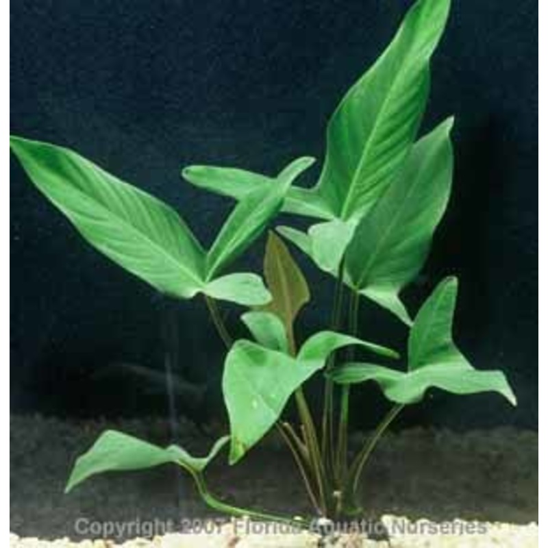 Anubias Hastifolia Potted