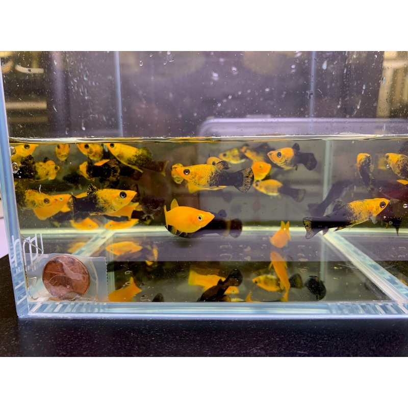 Assorted Molly