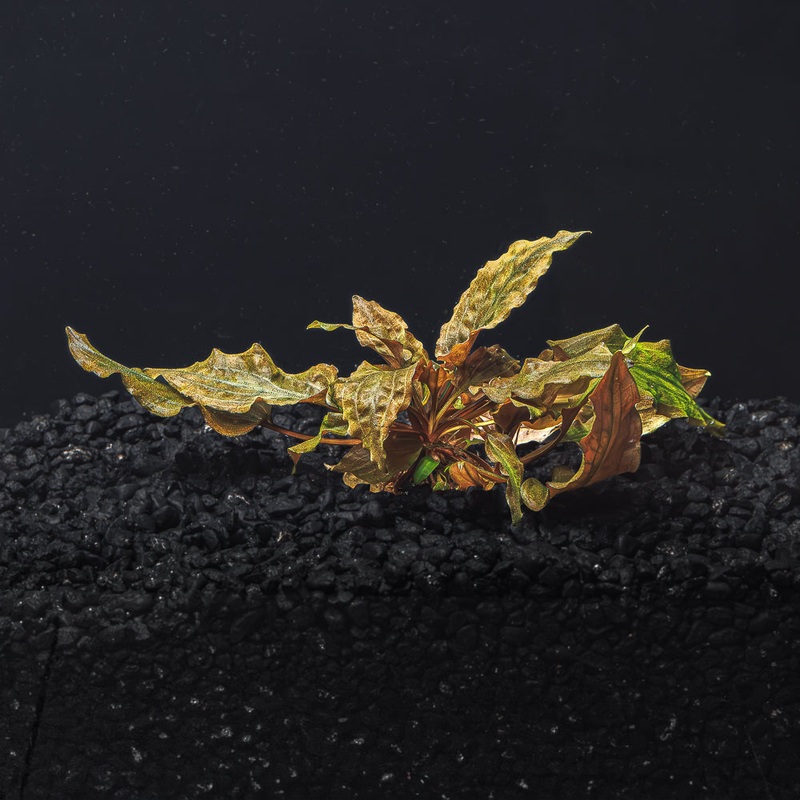Cryptocoryne Wendtii (Red, Green, or Bronze) Green