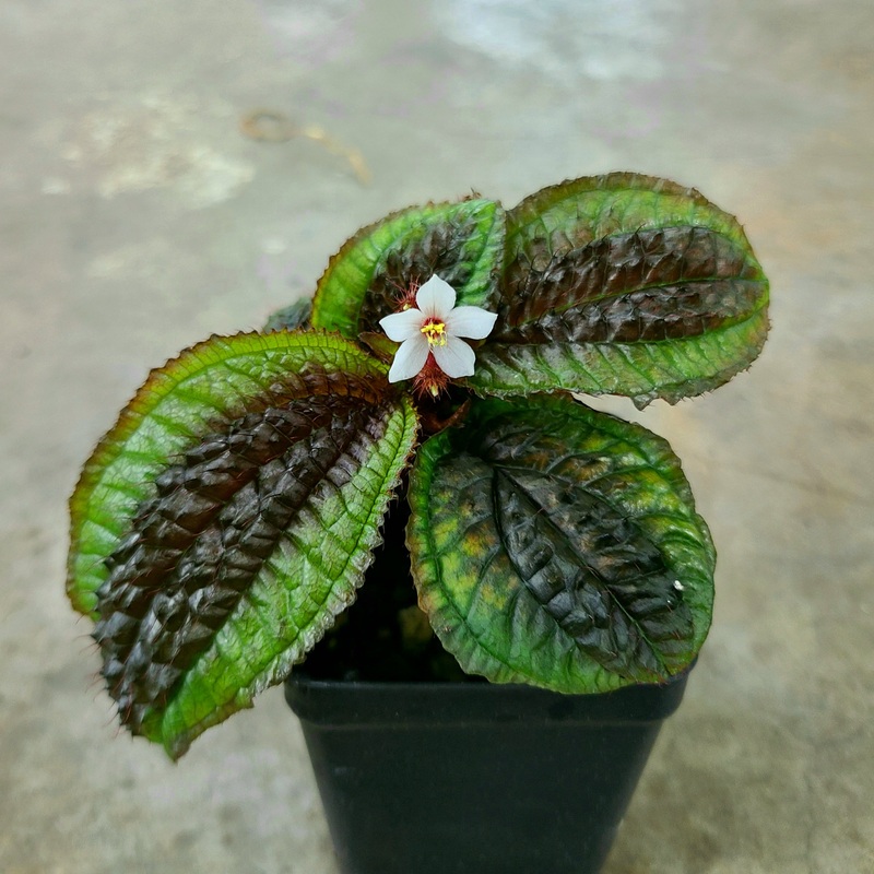 Triolena pustulata 6+ leaf cutting