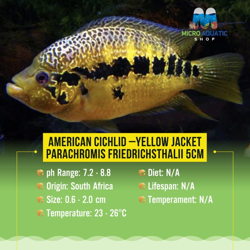 American Cichlid Yellow Jacket Parachromis Friedrichsthalii 5cm 1 cichlid 5cm