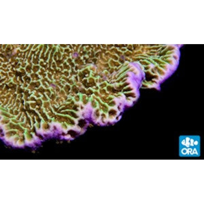 ORA Confusa Montipora