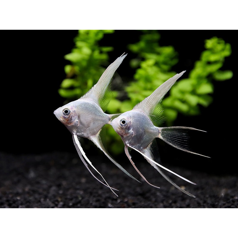 Platinum Veiltail Angelfish (Pterophyllum scalare)  Tank-Bred 1 Fish