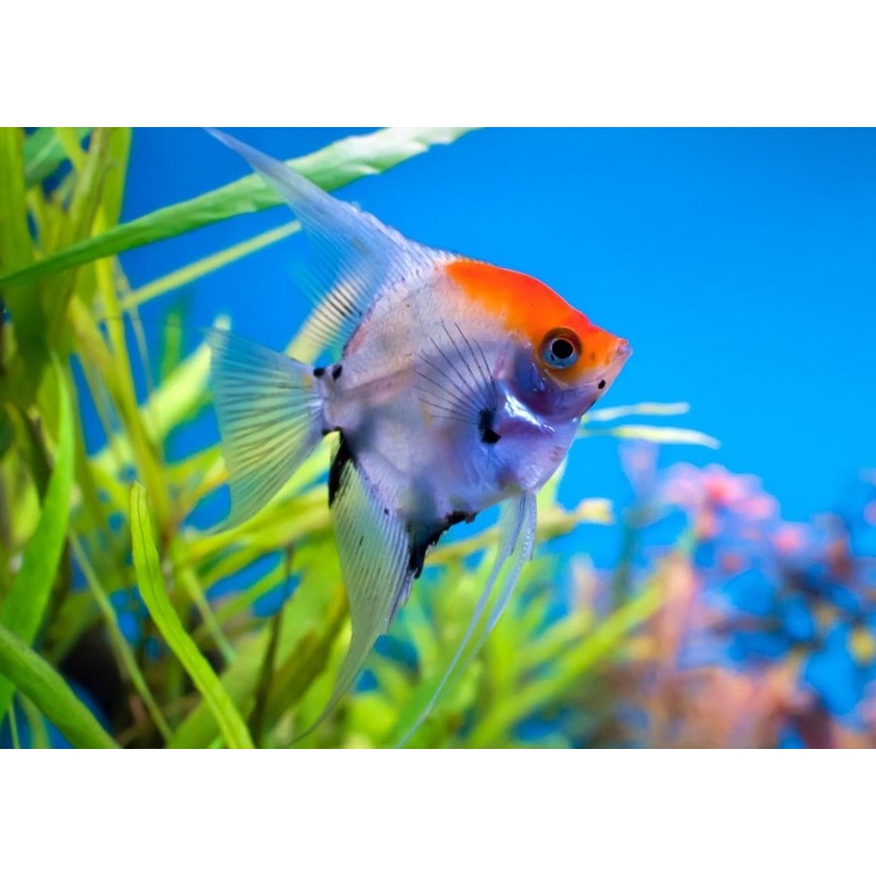 Angelfish – Koi Red Cap 6-8cm