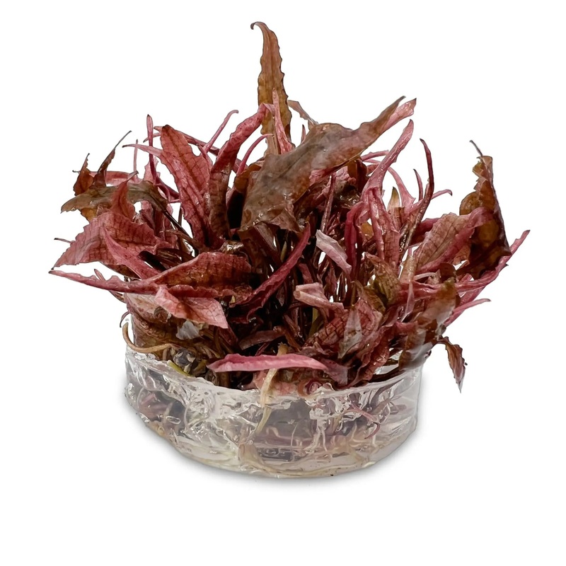 Cryptocoryne Flamingo – Easy Grow