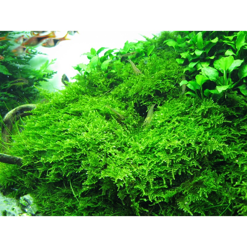 IC809 ADA Tissue Culture Plant – Christmas moss (Vesicularia Montagnei) (cup size: short) 1 pack