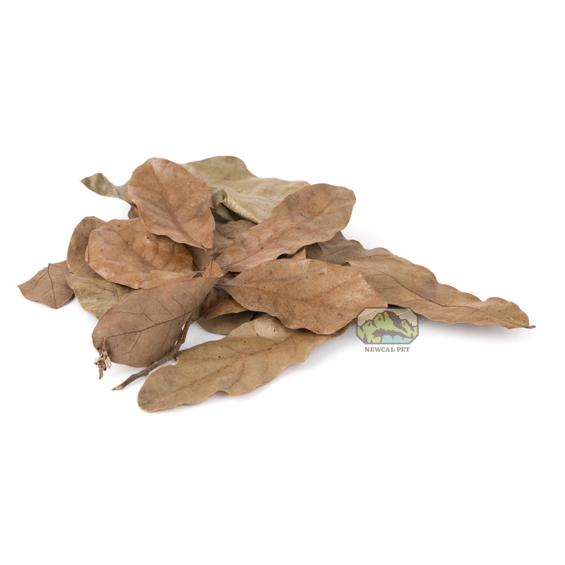 NewCal Water Oak (Dried) 1.5oz