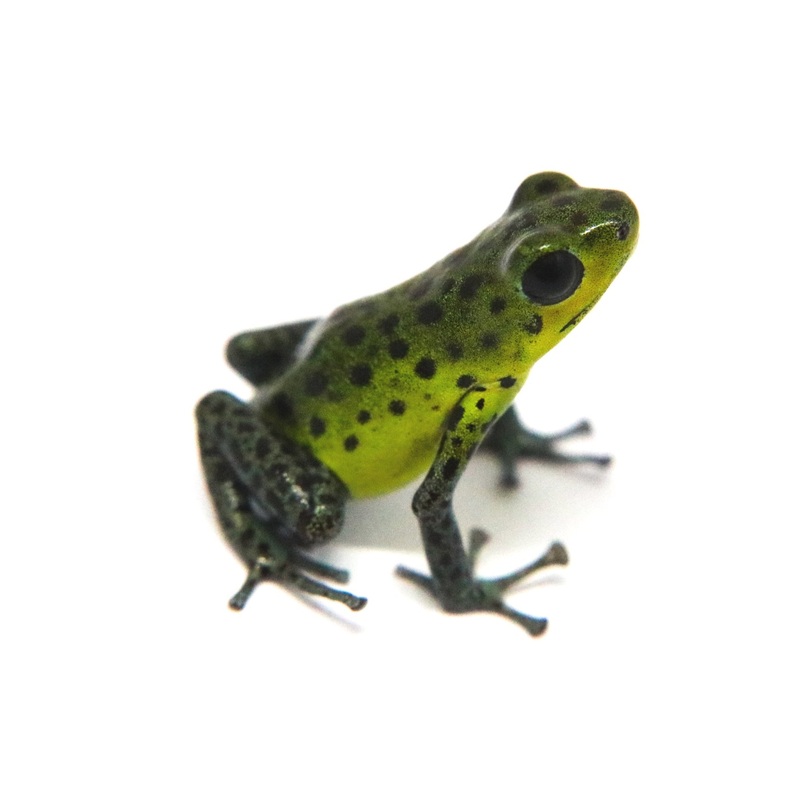 Oophaga pumilio “Punta Laurel” Juvenile