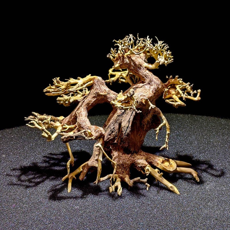 Assorted Bonsai Trees – 12 inch Dragonwood Variety