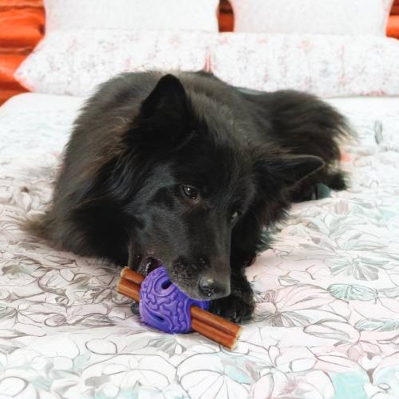 KONG Squeeze Flex Balls Dog Toy Medium/Large Purple