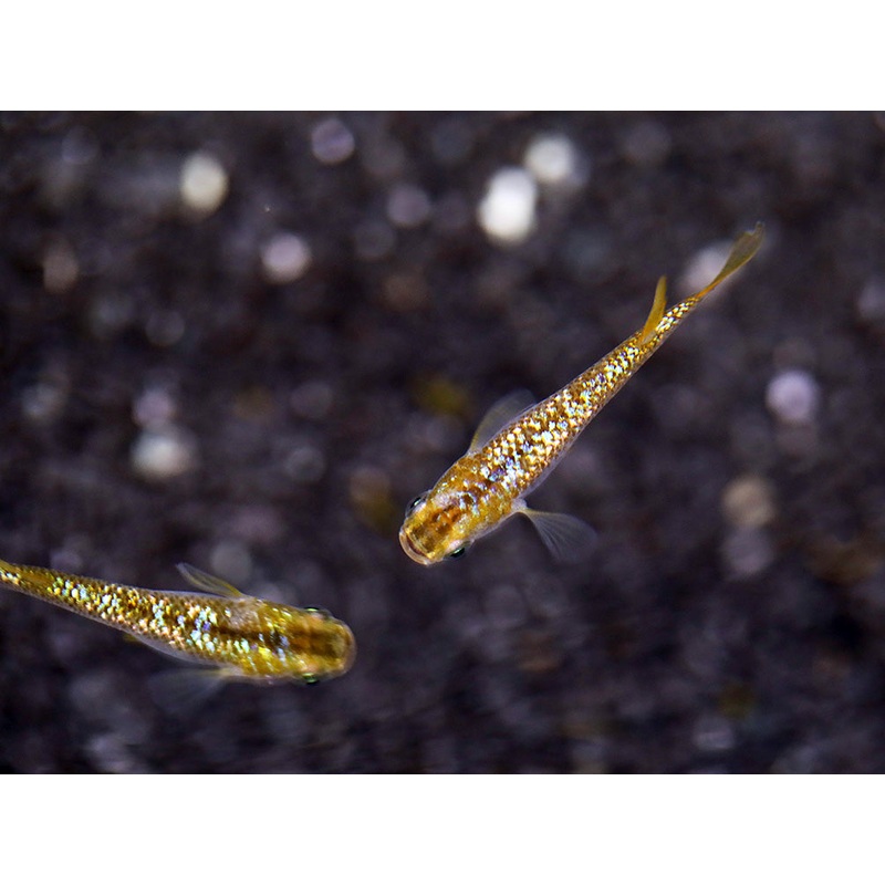 Amber Lame Medaka Ricefish (Oryzias latipes ‘Amber Lame’)  Tank-Bred 3 Fish