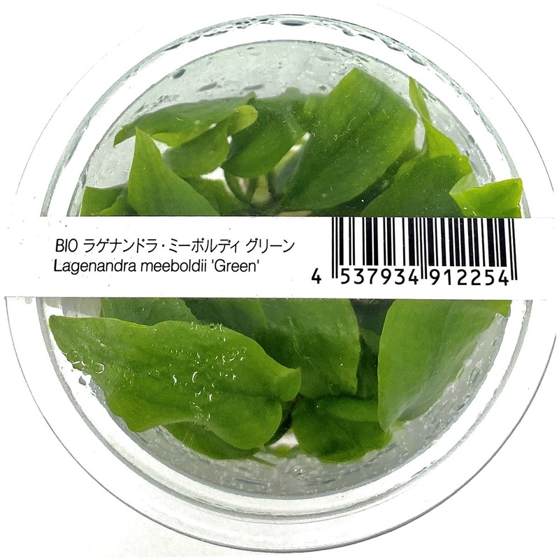 IC216 ADA Tissue Culture – Lagenandra meeboldii ‘Green’