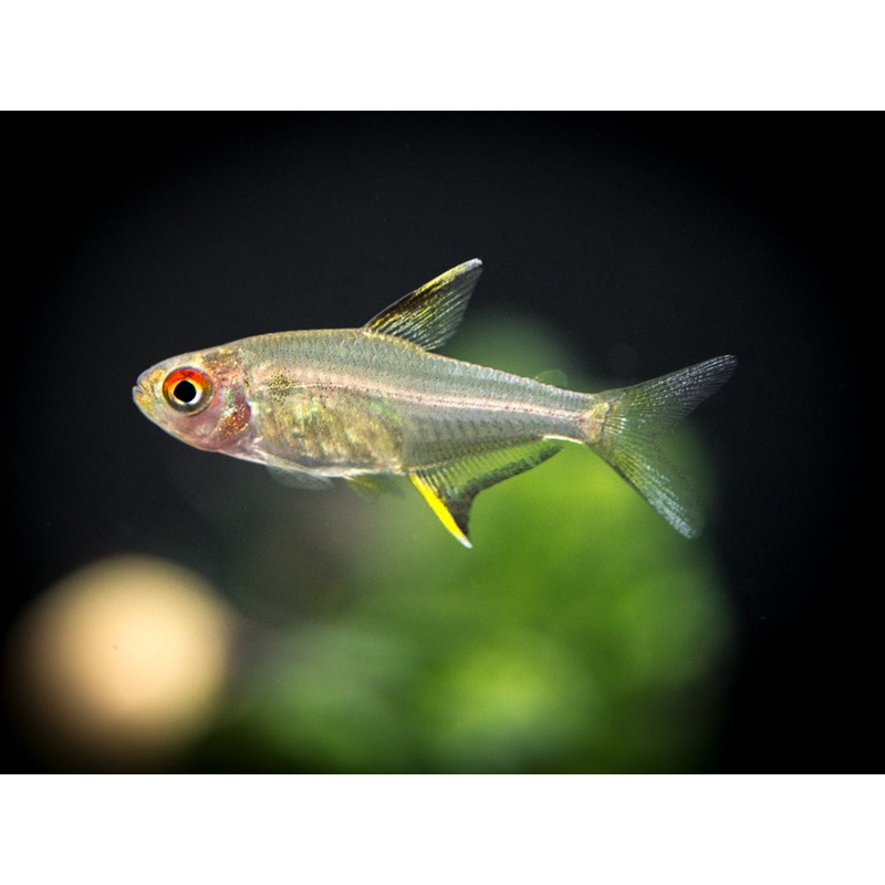 Lemon Tetra (Hyphessobrycon pulchripinnis) – Tank-Bred! School of 3