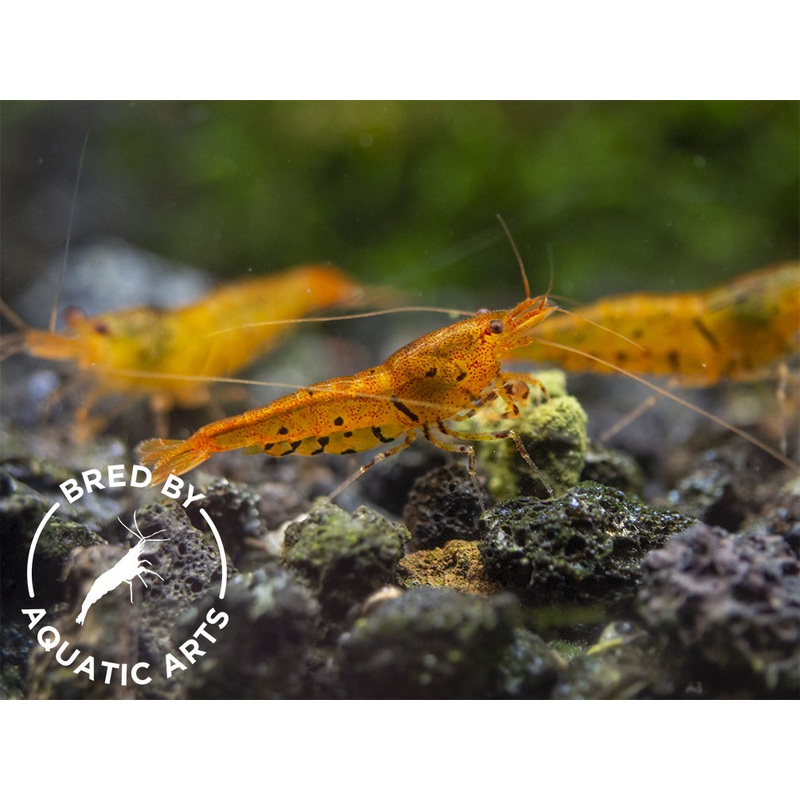 Tangerine Tiger Shrimp (Caridina serrata), BREDBY: Aquatic Arts 1 Shrimp