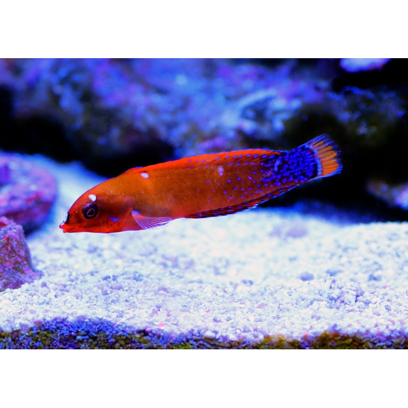 Wrasse – Red Coris Adult 8-12cm