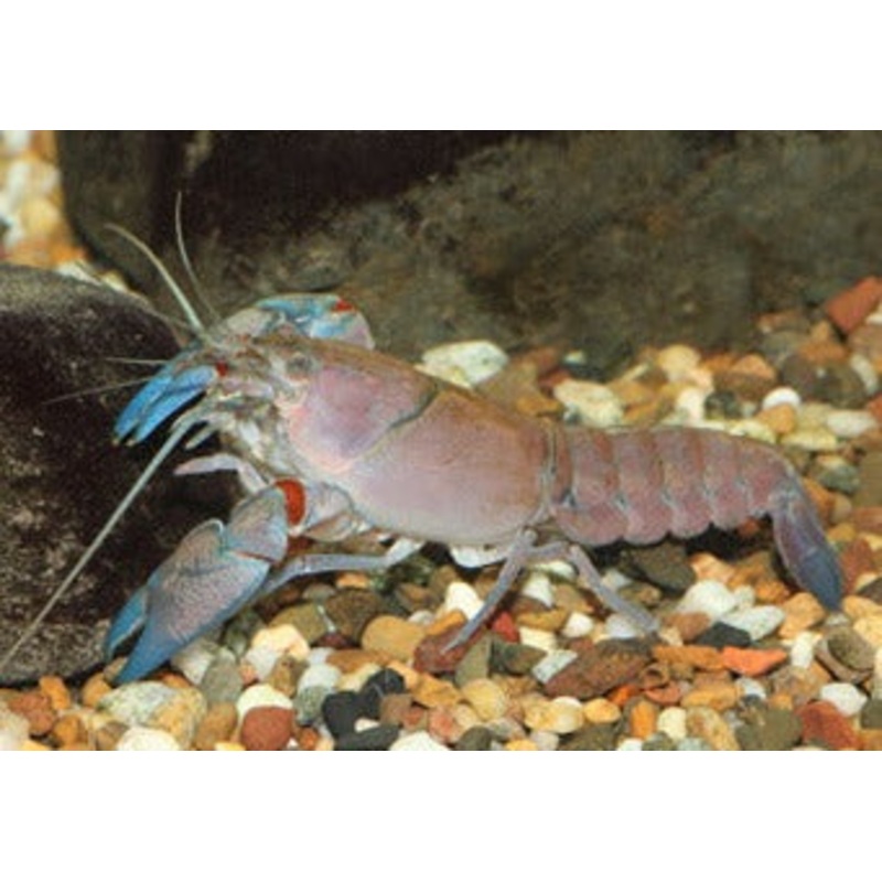Yabby 4-6cm