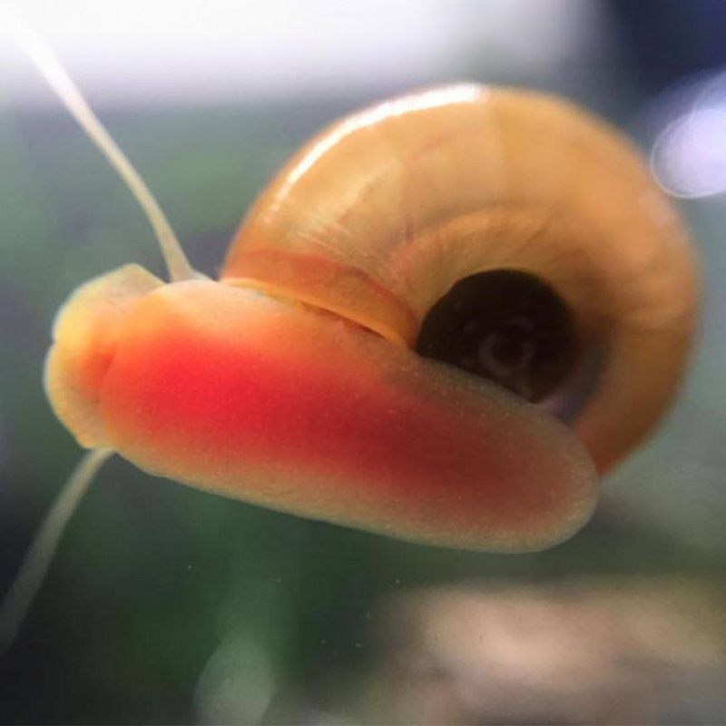 3 Red Ramshorn Snails USA Bred 3 Pack