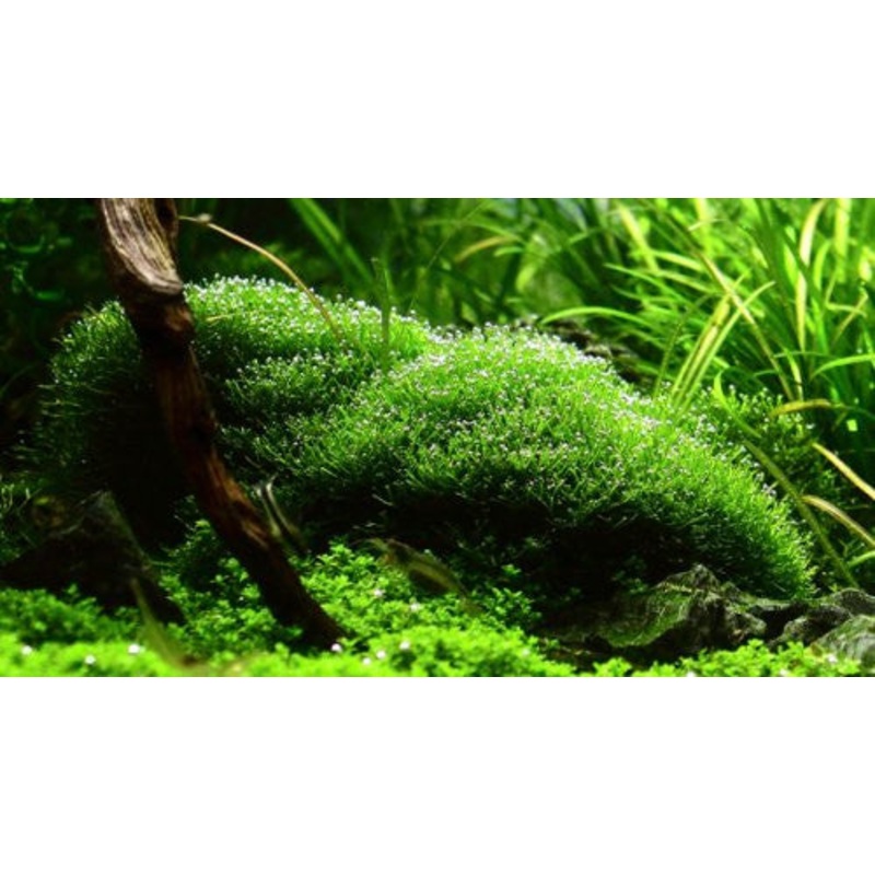 IC040 ADA Tissue Culture – Riccia Fluitans (cup size: short)