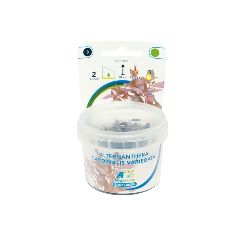 Alternanthera Cardinalis Variegata – Easy Grow