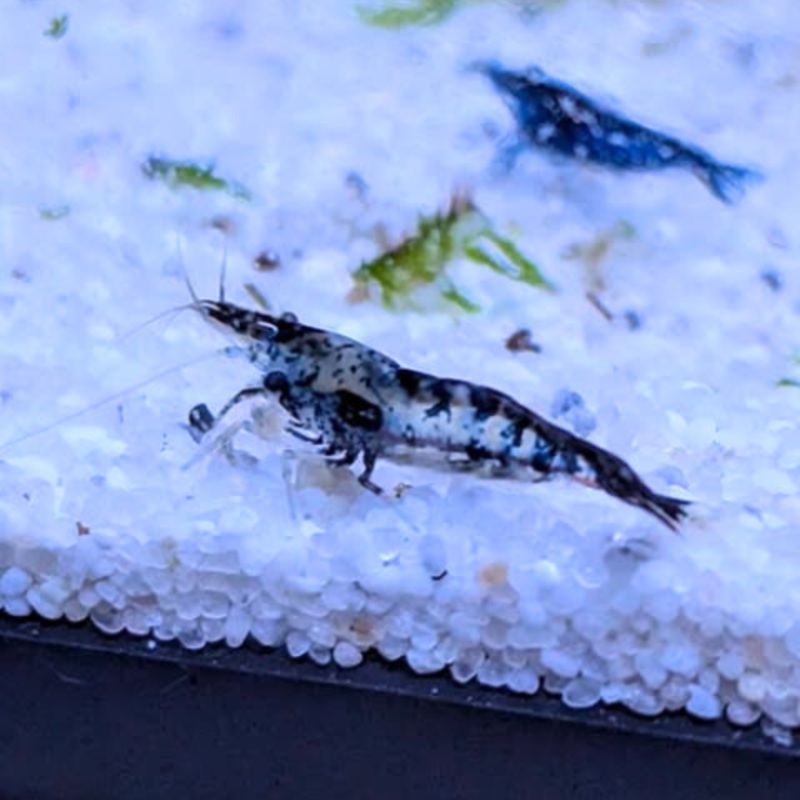 Carbon Blue Shrimp 1 cm