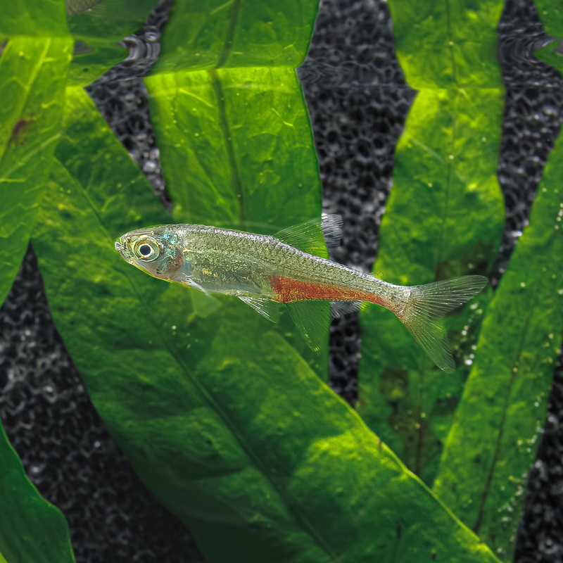Green Fire Tetra Imported 1 Fish