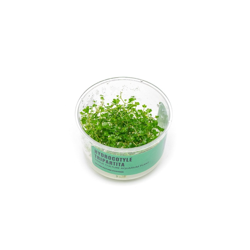 Hydrocotyle Tripartita UNS Tissue Culture