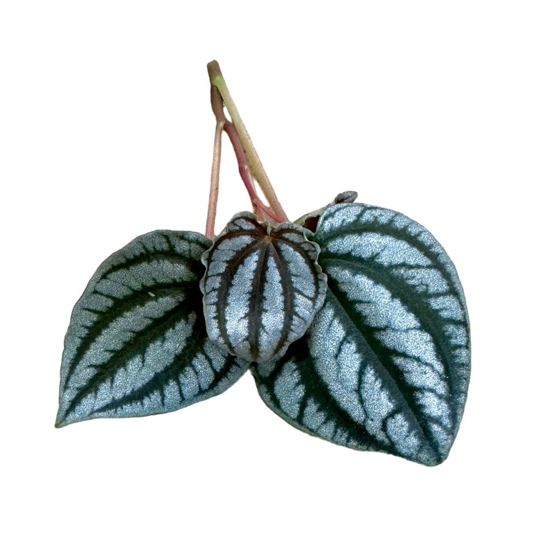 Peperomia turboensis 3-4 leaf cutting