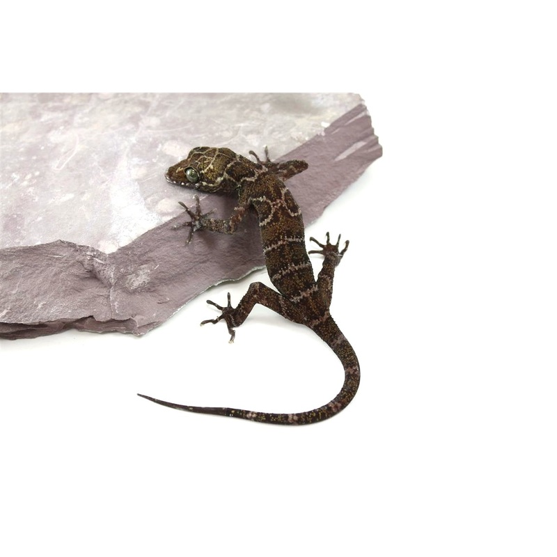 Peter’s Forest Gecko