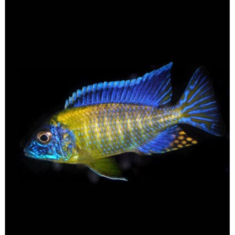 African Cichlid – Neon Blue Peacock 5cm 1 cichlid 5cm Young