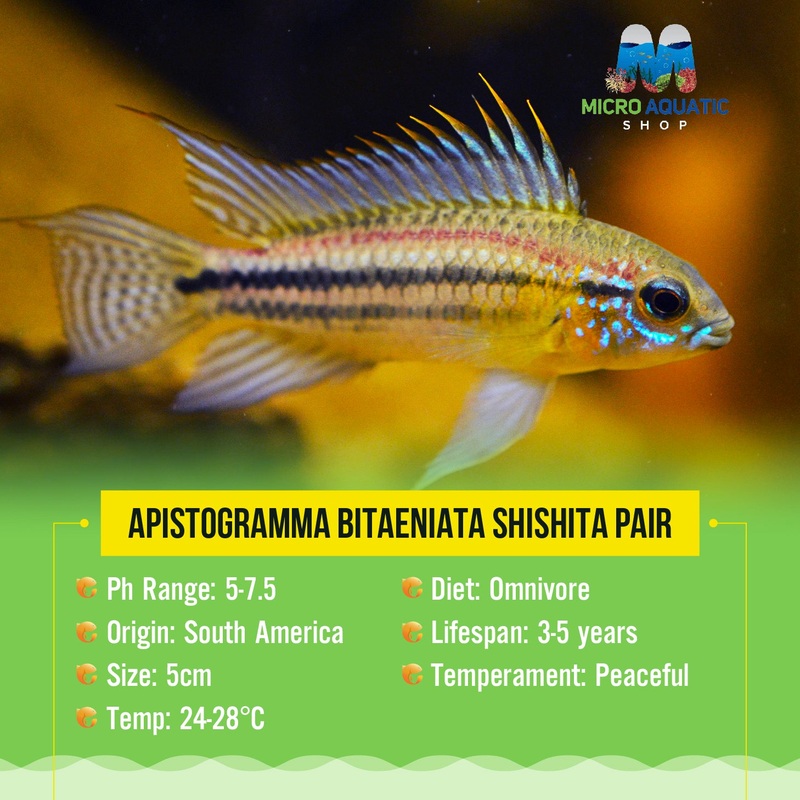 APISTOGRAMMA BITAENIATA SHISHITA Pair 1 pair