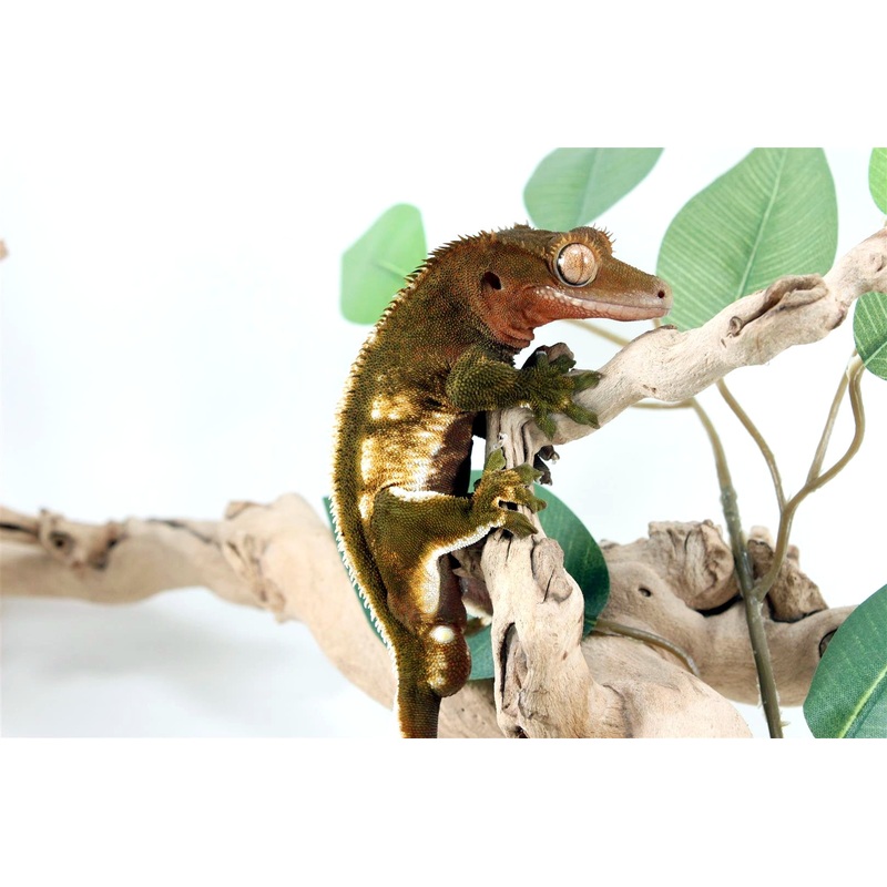 Chocolate Pinstripe White Knee Crested Gecko