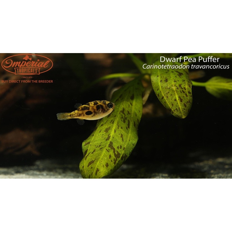 Dwarf Pea Puffer 0.5-1 Unsexed