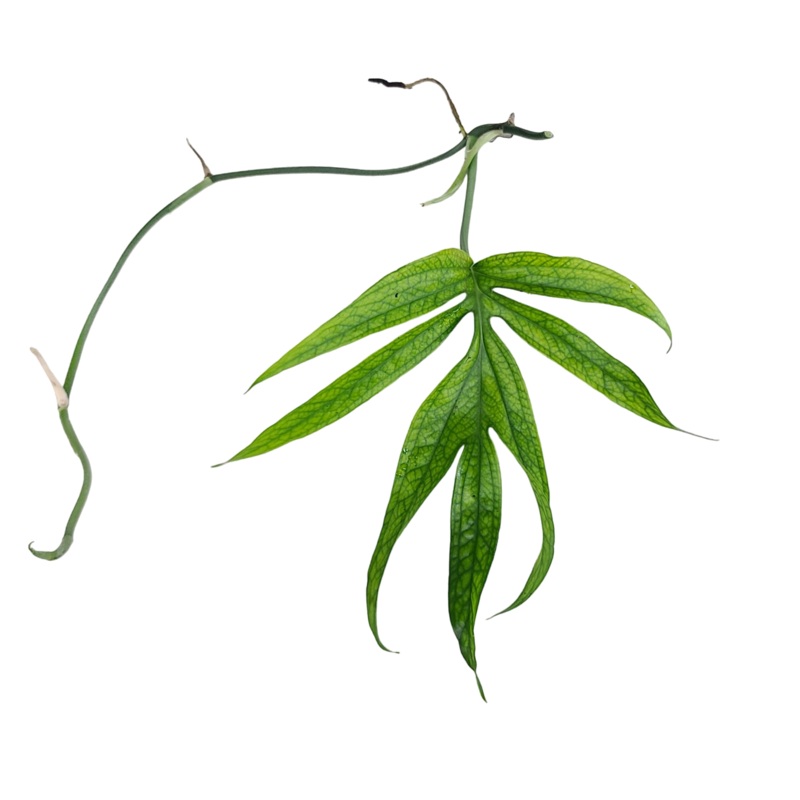 Amydrium zippelianum 1 leaf cutting