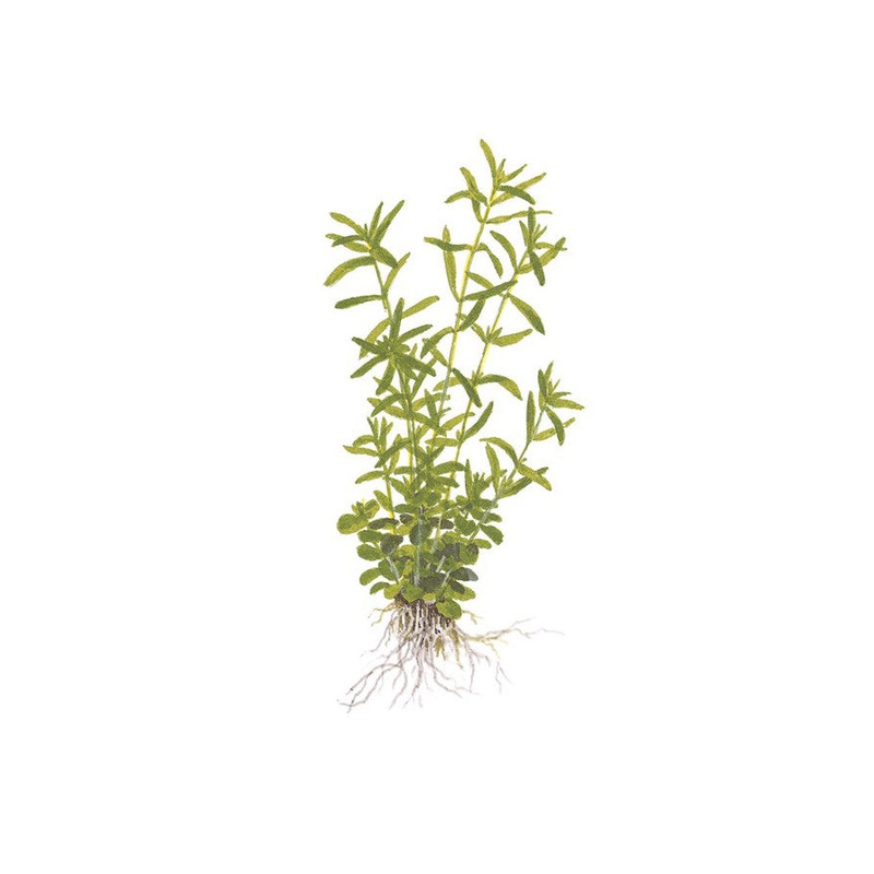 Green Rotala