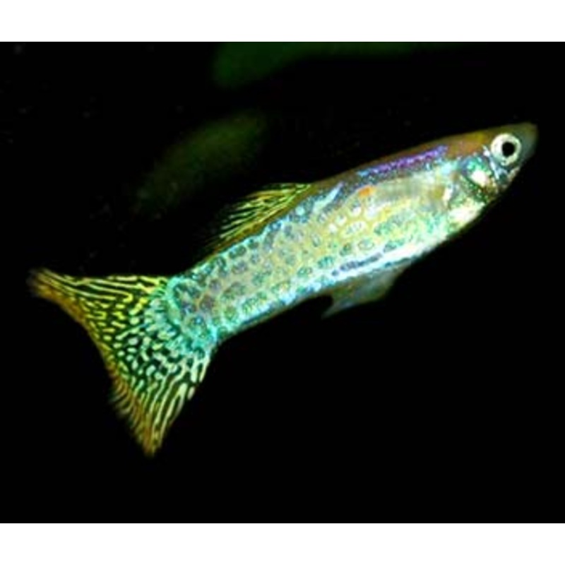Guppy Male Cobra Gold 3-3.5cm