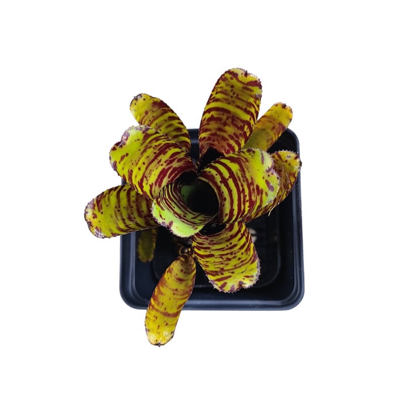 Neoregelia “Divine Brown” – Micro