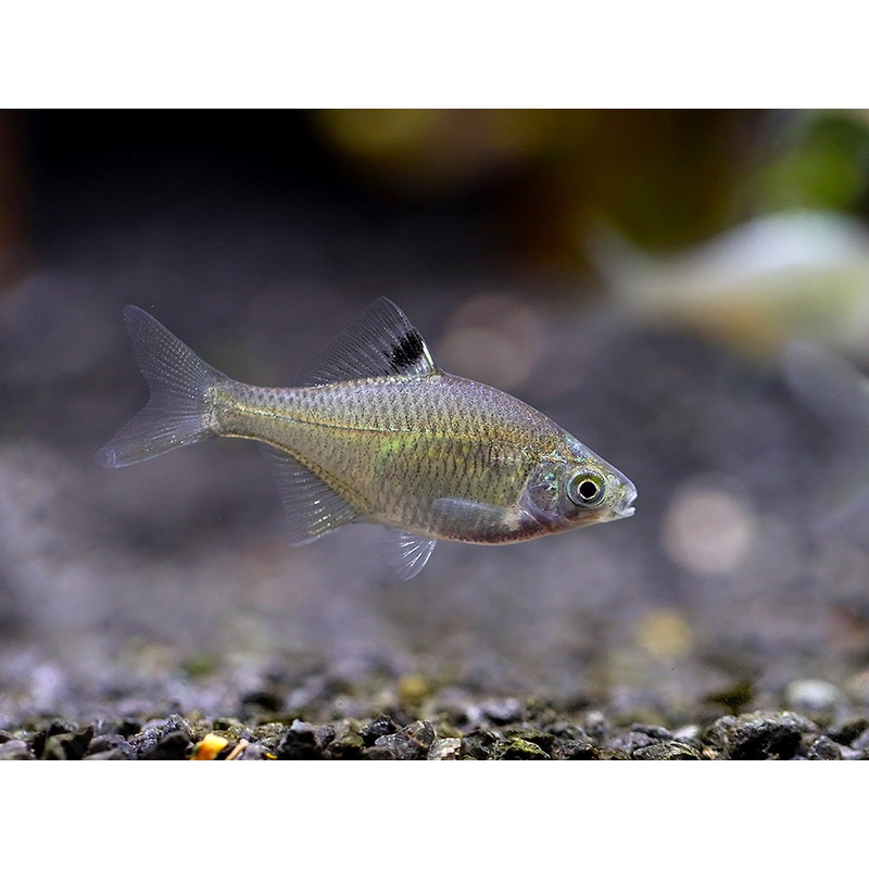 Rosy Bitterling (Rhodeus ocellatus ocellatus) School of 3
