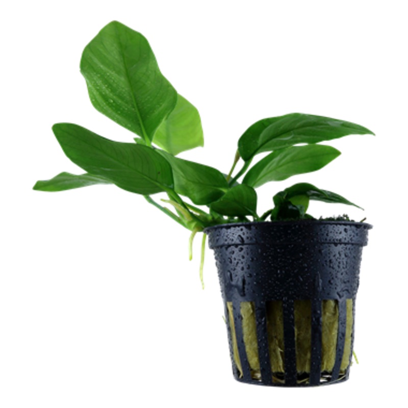 Anubias barteri var. nana Pot Tropica