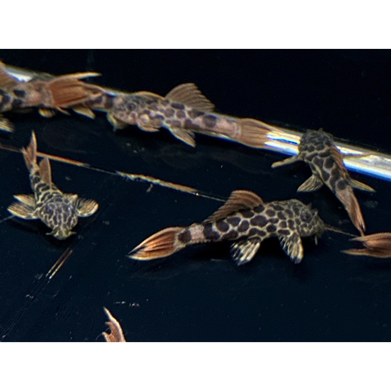 L600 Leopard Cactus Pleco