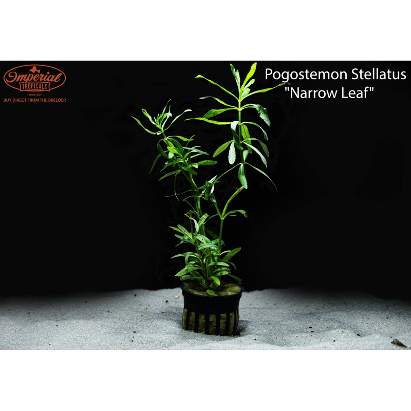 Pogostemon Stellatus “Narrow Leaf” 1 Bunch (3-5 Stems)