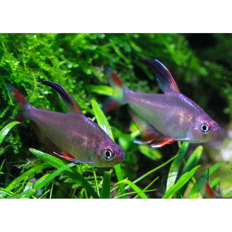 Rosy Tetra Special (6 for $24) 2-3cm