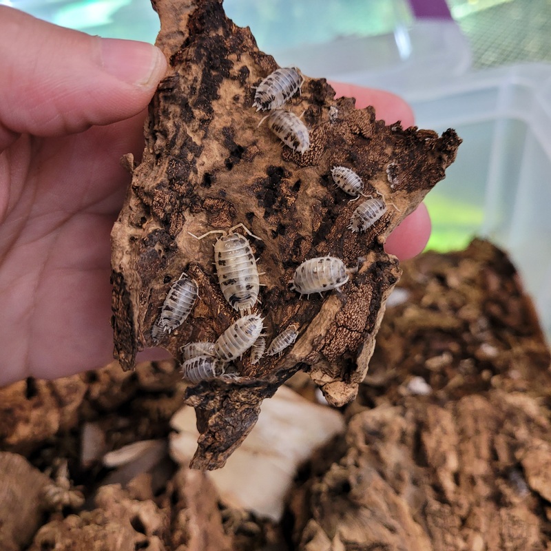 Isopod – Porcellio laevis – Dairy cow (12+ count)
