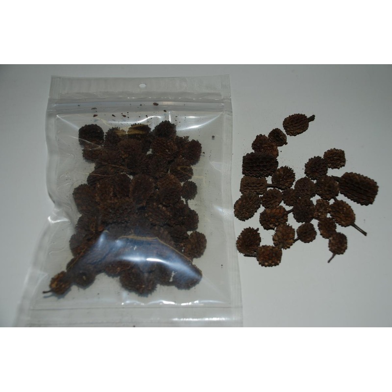 Ken’s Premium Indian Alder Cones 2 oz. Bag
