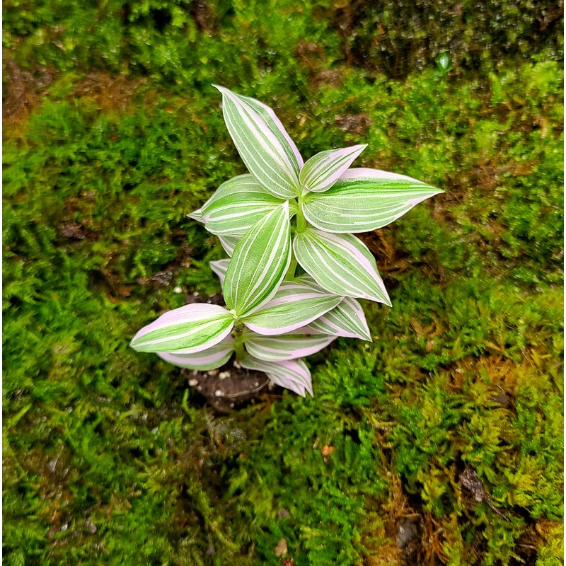 Tradescantia fluminensis “Lavender” Rooted Specimen (Small Plug)